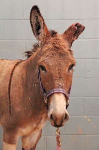 PHOTO BY CAITLYN MINTON At the Equine Medical Associates emergency center, Lefty the donkey was treated for a severed ear. After the 2013 Oklahoma tornado outbreak, Lefty was rescued after being found in a field with near fatal wounds. He was reclaimed by his owner and is now healthy.