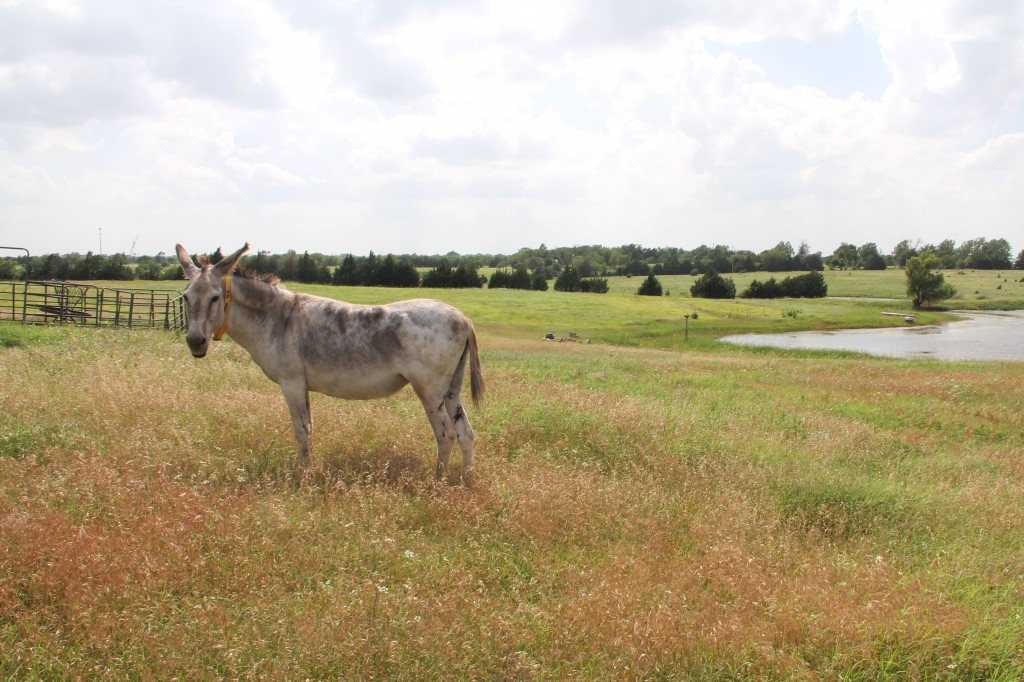 PHOTO BY CAITLYN MINTON On a farm near Edmond, Okla., Amy the Donkey resides on a 10-acre plot. She survived the 2013 Oklahoma tornado outbreak and was adopted by treating veterinarian Dr. Mike Johnston and wife Nancy.