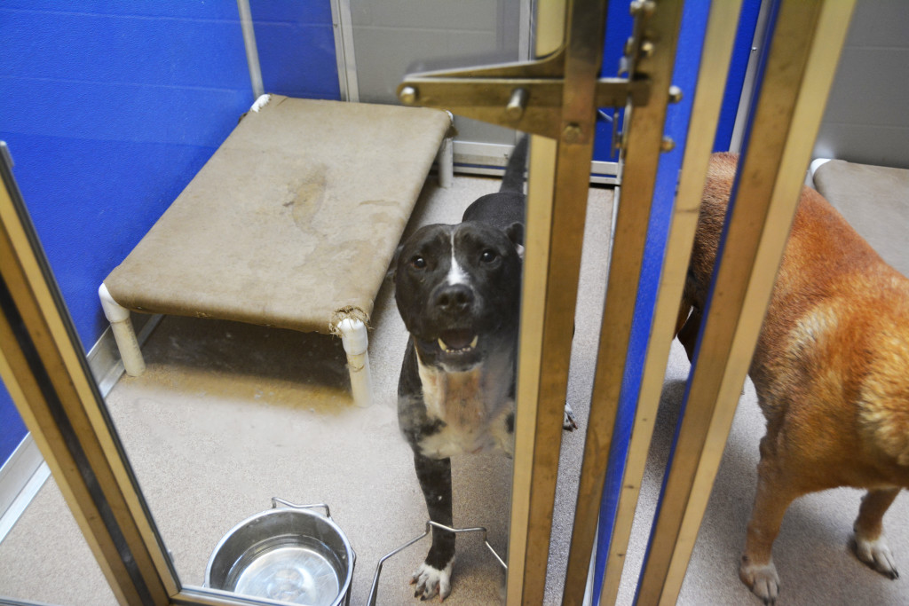 This pit bull terrier is one of 58 dogs waiting to get his cage cleaned at the City of Norman Animal Welfare shelter. During the summer, the number of animals increase at the shelter, partially due to college students leaving animals at the end of the spring semester, a shelter manager said. PHOTO BY: Shelby Massey